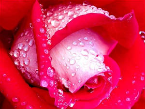 flowerswallpaperab.jpg