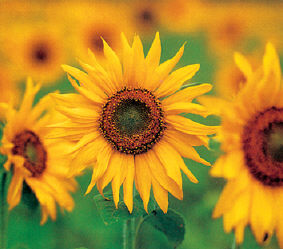 zonnebloem.jpg
